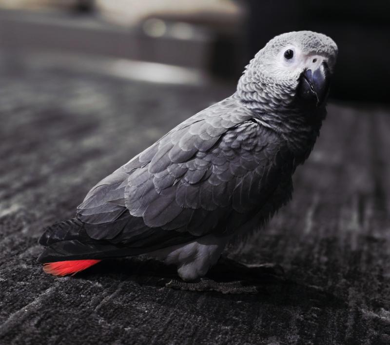 African Grey Chicks (15 weeks - nearly weaned)