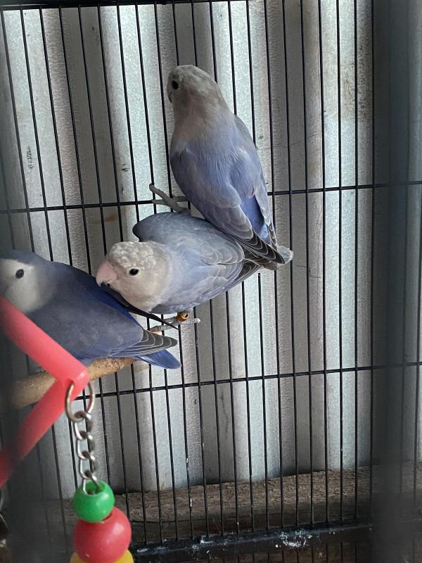 White face Peach Face Lovebirds