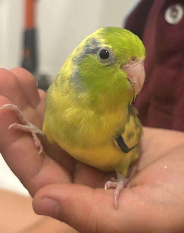 BABY HAND RAISED PARROTLETS!