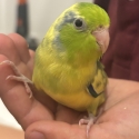 BABY HAND RAISED PARROTLETS! 