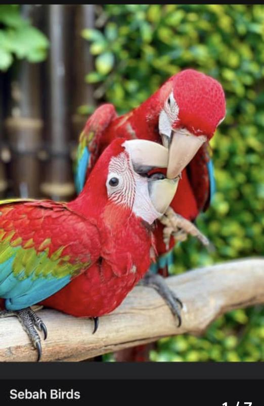 Baby Green-winged Macaws hand raised