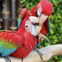 Baby Green-winged Macaws hand raised