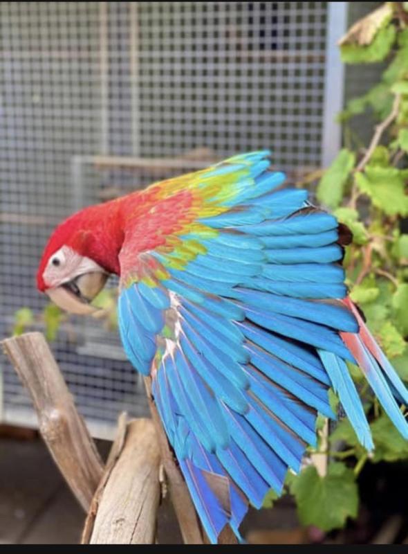 Baby Green-winged Macaws Hand raised