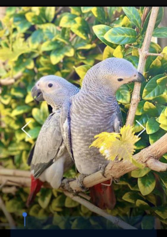 Babies African Grey hand raised tame very friendly