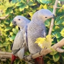 Babies African Grey hand raised tame very friendly