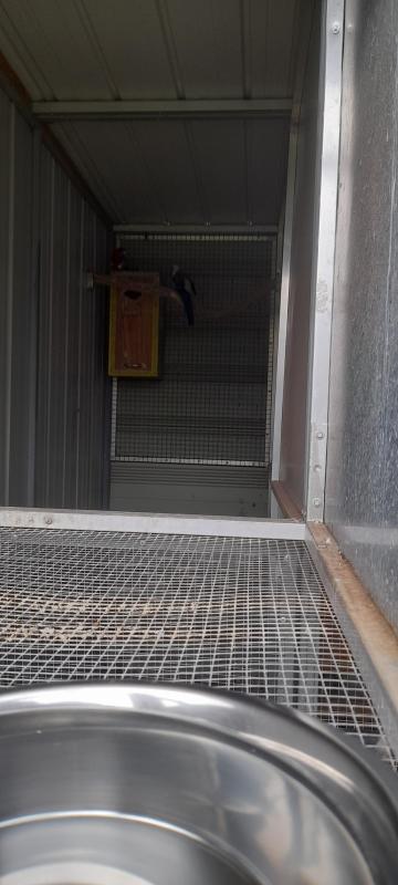 CRIMSON ROSELLA PIED PAIR