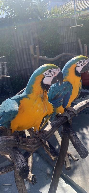 Blue & Gold macaw hand raised very friendly good with kids