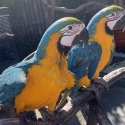 Blue & Gold macaw hand raised very friendly good with kids