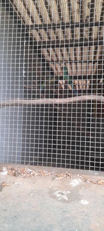 PIED MALLEE RINGNECK PAIR