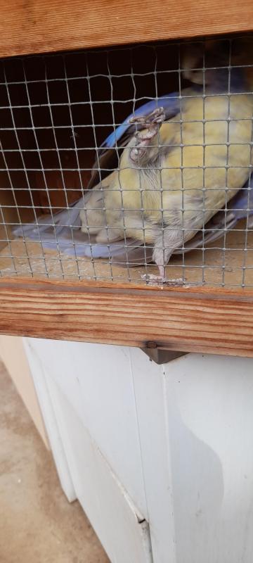 CINNAMON TORQUISE HEN 5YO BREEDER