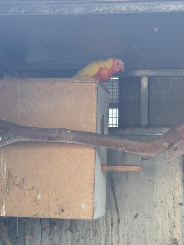 Lutino rainbow cockbird