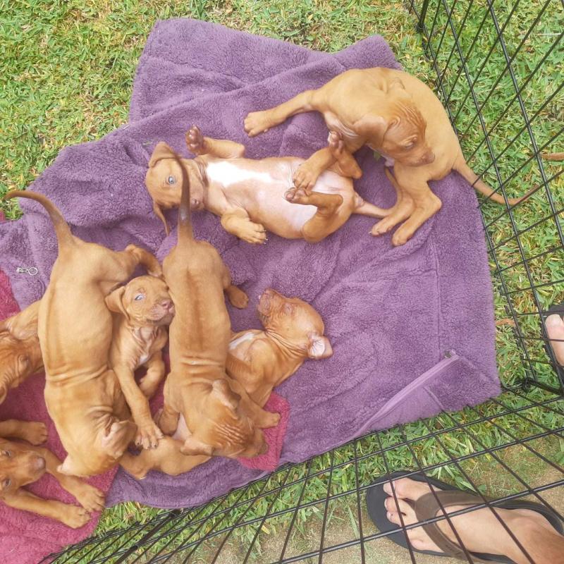 Leathernose Wheaten Rhodesian Ridgeback Pups