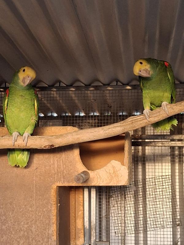 DOUBLE YELLOW HEADED AMAZON PAIR