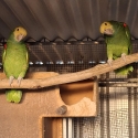DOUBLE YELLOW HEADED AMAZON PAIR