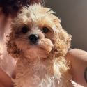 Cavoodle  Male ready for forever home