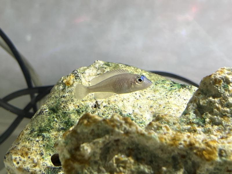 Tanganyikan Cichlids