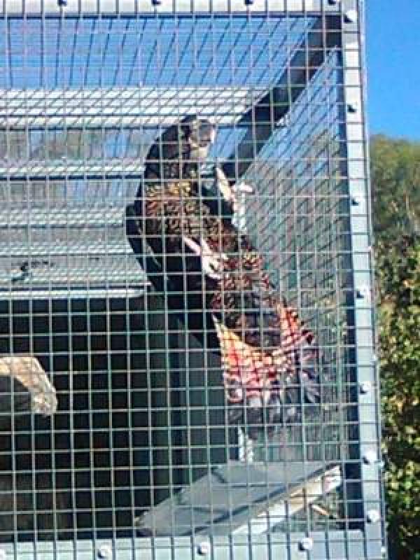 EOI on late 2025 Bred NASO Red Tailed Black Cockatoo (Forest Red Tail).