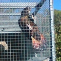 EOI on late 2025 Bred NASO Red Tailed Black Cockatoo (Forest Red Tail).