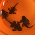 L004 angelicus pleco colony