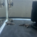 L004 angelicus pleco colony