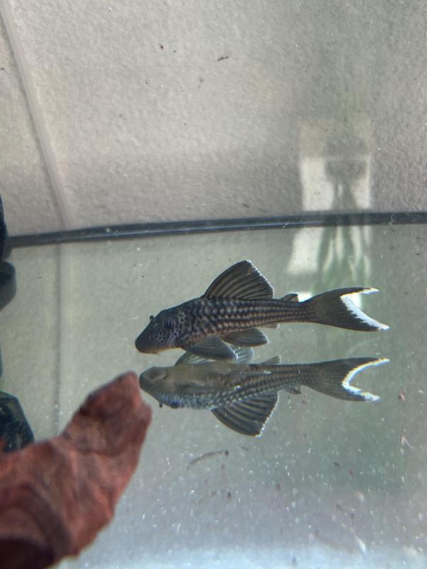 L141 ghost Pleco