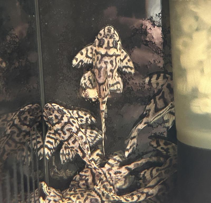 L236 Super yellow Plecos