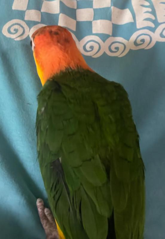 Hand raised white bellied caiques