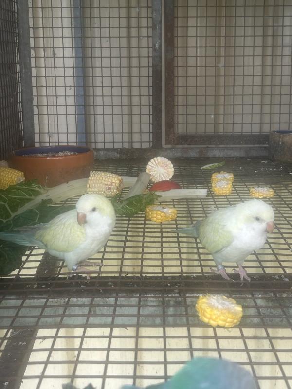 Turquoise cross over hens