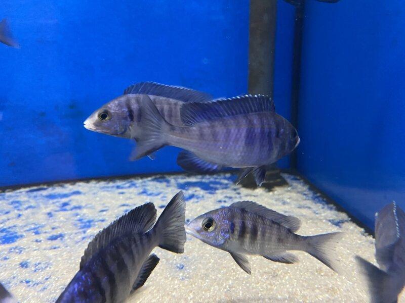 Mdoka White Lip juvies