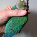 Turquoise Green Cheek Conure Hand Raised + cage