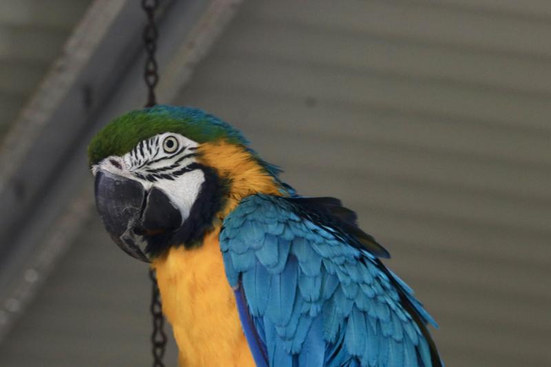 Blue & Gold Macaw (Ara Ararauna)