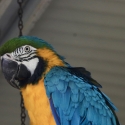 Blue & Gold Macaw (Ara Ararauna)