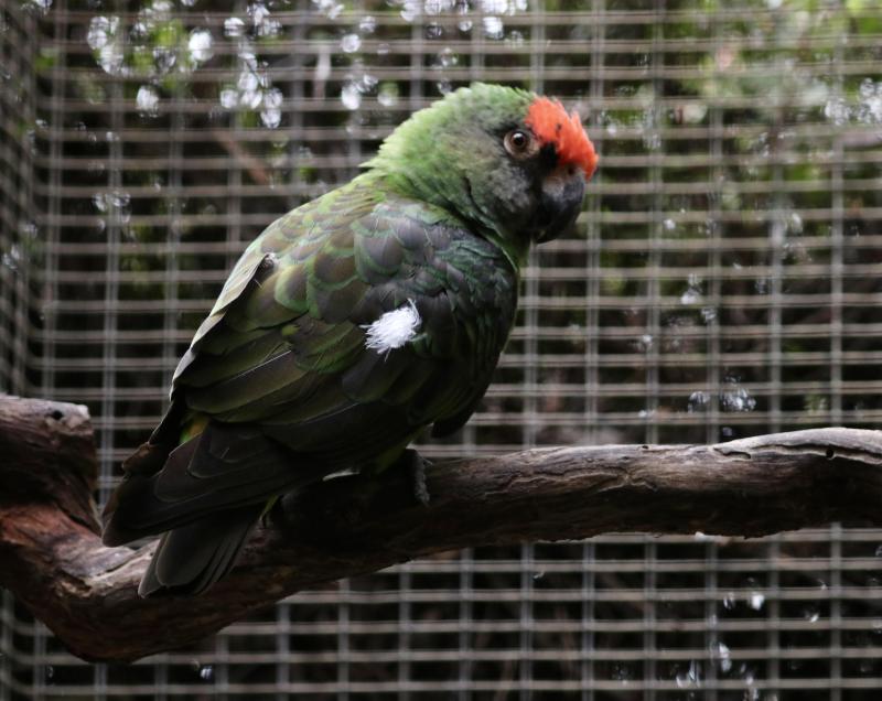 Jardines Parrot Pair (Poicephalus gulielmi)