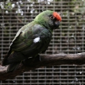 Jardines Parrot Pair (Poicephalus gulielmi)