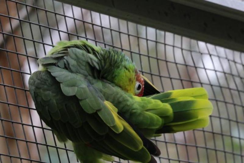 Lilacine Amazon (Amazona lilacina)