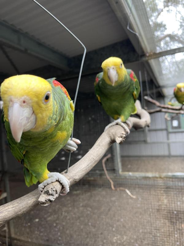 Double Yellow-headed Amazon (Amazona oratrix)