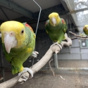 Double Yellow-headed Amazon (Amazona oratrix)