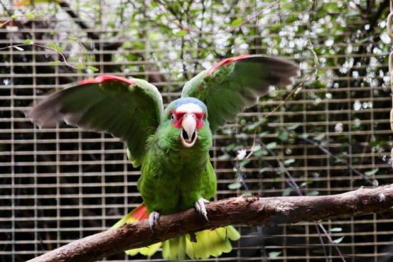 White-fronted Amazon (Amazona albifrons)
