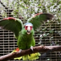 White-fronted Amazon (Amazona albifrons)