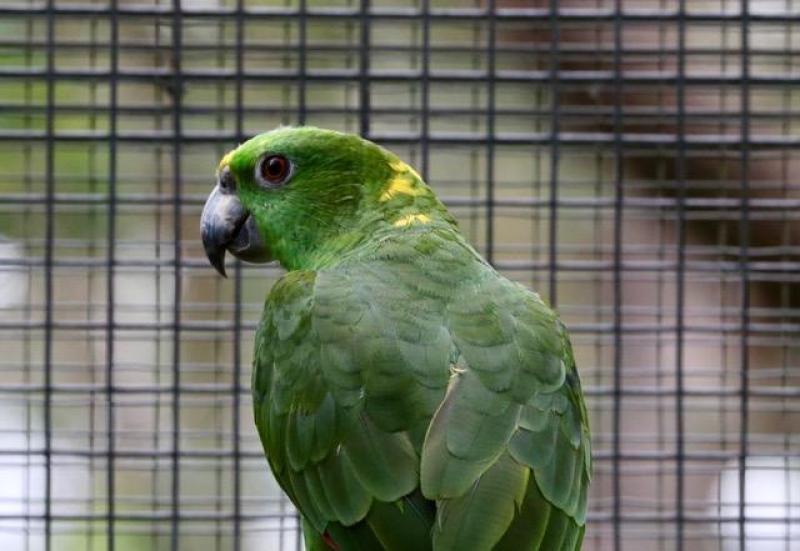 Yellow-naped Amazon (Amazona auropalliata parvipes)