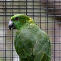Yellow-naped Amazon (Amazona auropalliata parvipes)