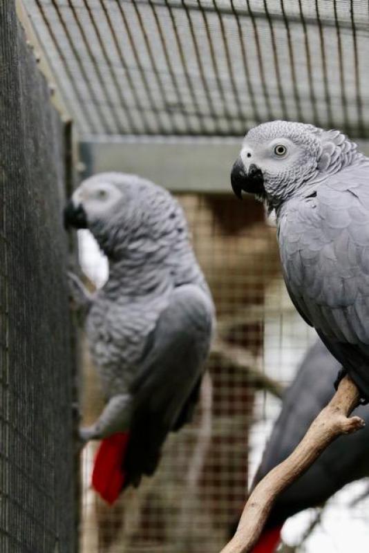 African Grey Parrot (Psittacus erithacus)