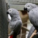 African Grey Parrot (Psittacus erithacus)