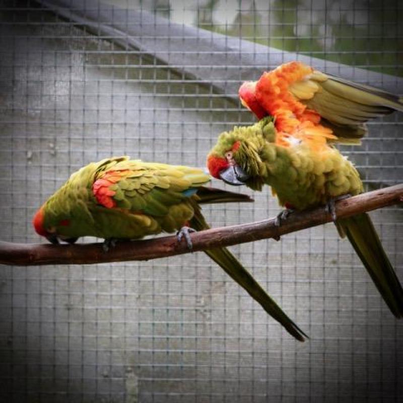 Red-fronted Macaw (Ara rubrogenys)