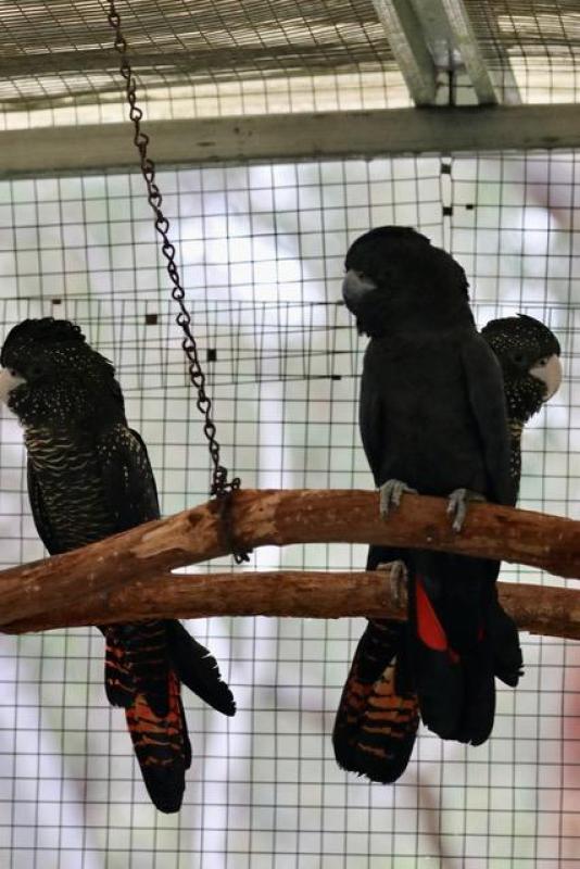Forest red-tailed black Cockatoo (Calyptorhynchus banksii naso)