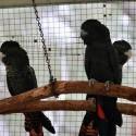 Forest red-tailed black Cockatoo (Calyptorhynchus banksii naso)