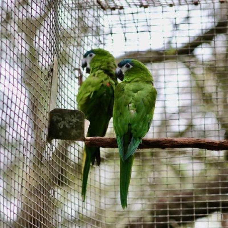 Hahn's Macaw (Diopsittaca nobilis)