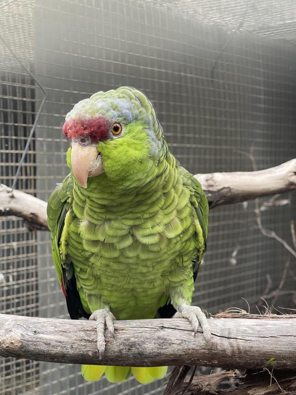 Lilac-crowned Amazon (Amazona finschi)