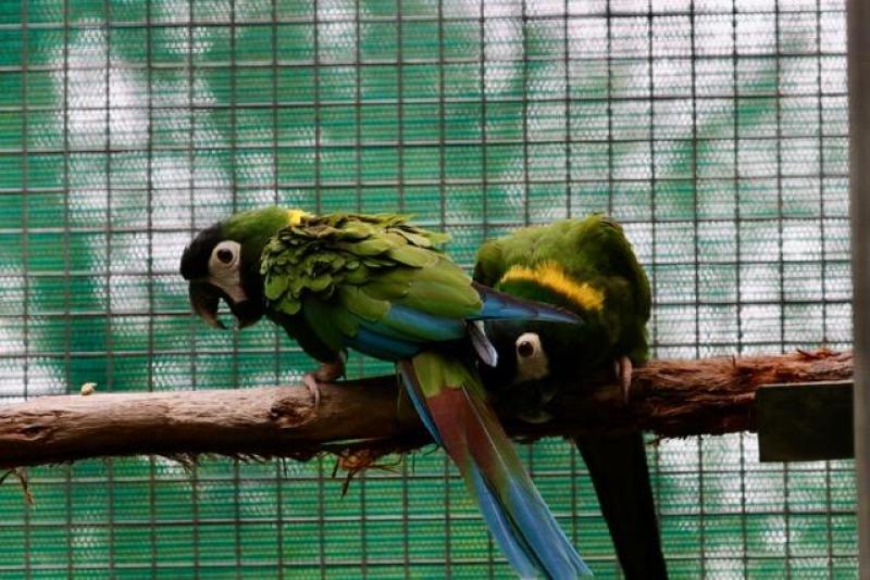 Yellow-collared Macaw (Primolius auricollis)