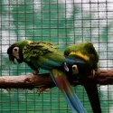 Yellow-collared Macaw (Primolius auricollis)